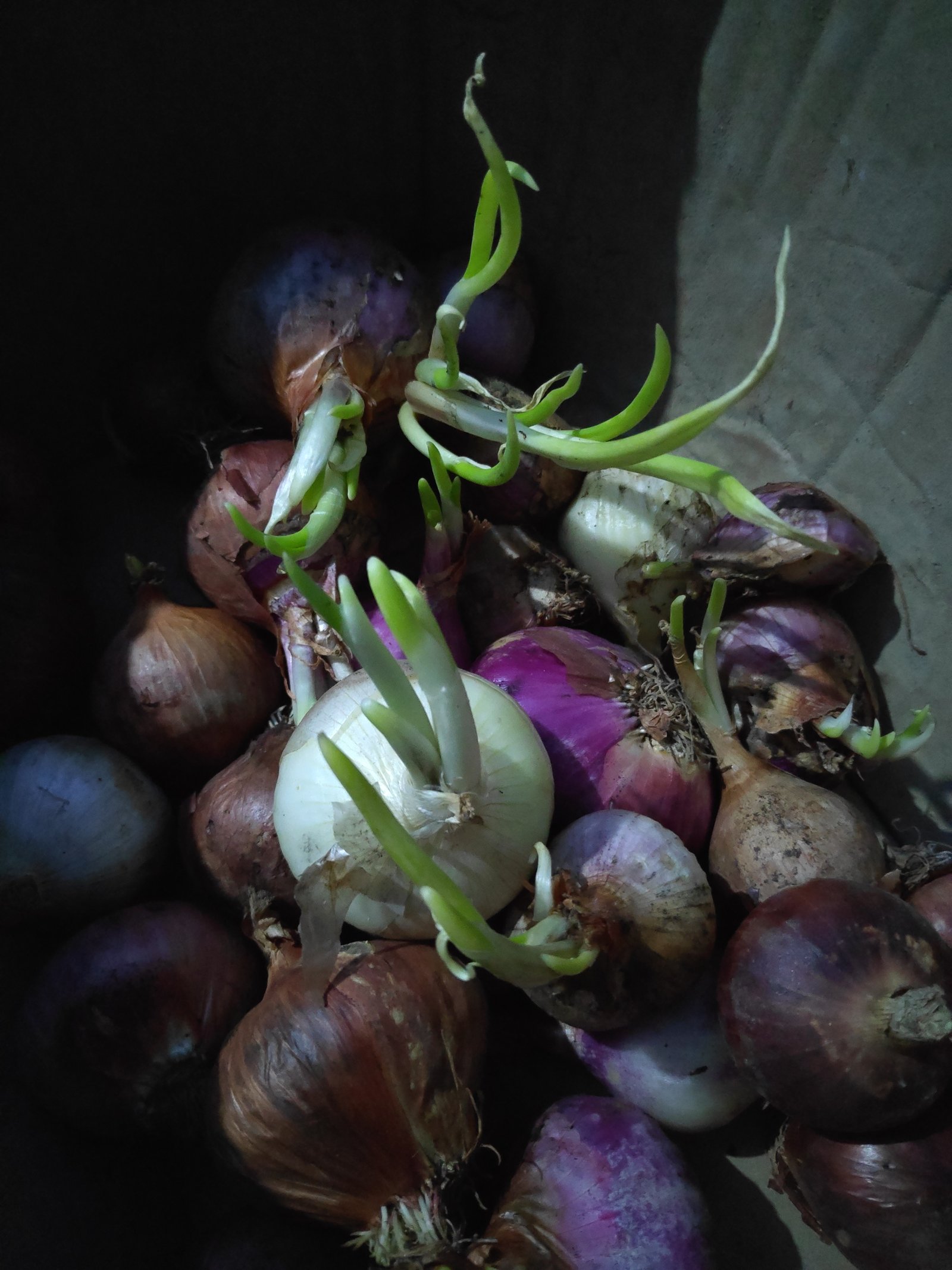 Cebola
